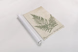 Vintage Ferns XI no Border Crop by Wild Apple Portfolio. shown as a rolled paper print. Available as archival giclee rolled canvas, fine art paper, or poster print. SKU 18753h.