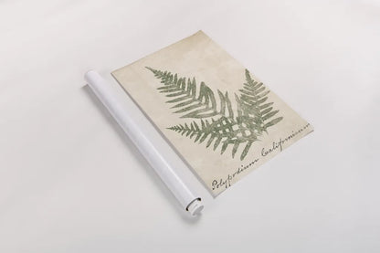 Vintage Ferns XI no Border Crop by Wild Apple Portfolio. shown as a rolled paper print. Available as archival giclee rolled canvas, fine art paper, or poster print. SKU 18753h.
