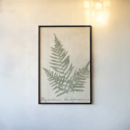 Vintage Ferns XI no Border Crop by Wild Apple Portfolio. shown as a paper print in a black flame. Available as a archival giclee rolled canvas, fine art paper, or poster print. SKU 18753h.