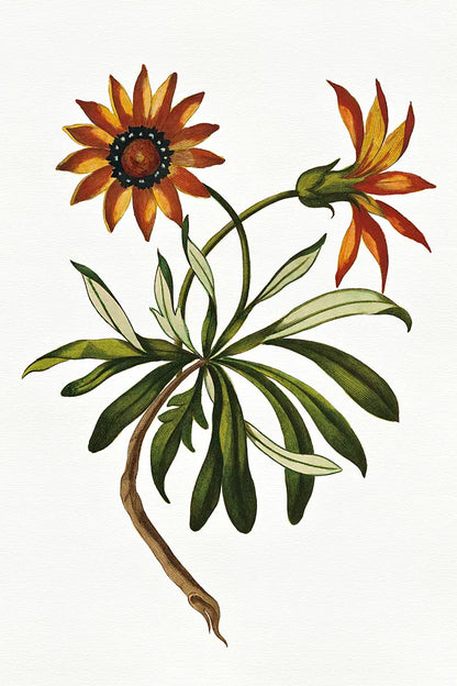 Vintage Floral II White by Wild Apple Portfolio. SKU 25353h. Archival Giclee Fine art print for wall decor.