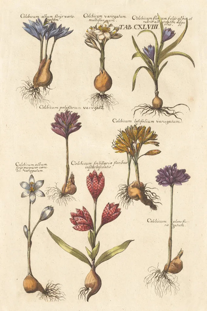 Vintage Florilegium I by Wild Apple Portfolio. SKU 45407h. Archival Giclee Fine art print for wall decor.