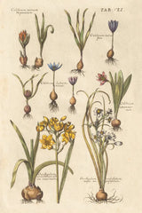 Vintage Florilegium II by Wild Apple Portfolio. SKU 45408h. Archival Giclee Fine art print for wall decor.