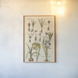 Vintage Florilegium II by Wild Apple Portfolio. shown as a paper print in a natural frame. Available as a archival giclee rolled canvas, fine art paper, or poster print. SKU 45408h.