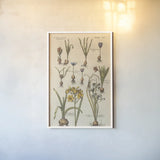 Vintage Florilegium II by Wild Apple Portfolio. shown as a paper print in a white frame. Available as a archival giclee rolled canvas, fine art paper, or poster print. SKU 45408h.