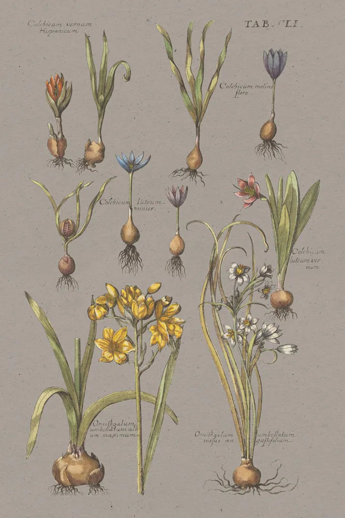 Vintage Florilegium II Gray by Wild Apple Portfolio. SKU 63086h. Archival Giclee Fine art print for wall decor.