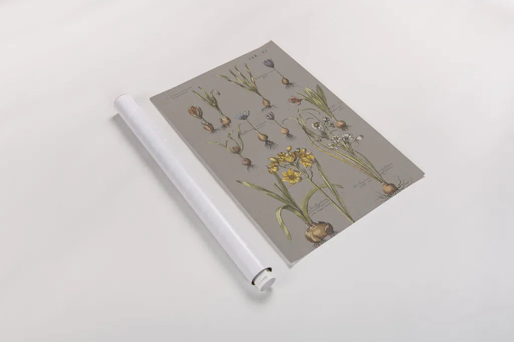 Vintage Florilegium II Gray by Wild Apple Portfolio. shown as a rolled paper print. Available as archival giclee rolled canvas, fine art paper, or poster print. SKU 63086h.