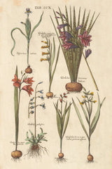 Vintage Florilegium III by Wild Apple Portfolio. SKU 45409h. Archival Giclee Fine art print for wall decor.