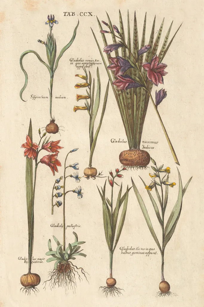 Vintage Florilegium III by Wild Apple Portfolio. SKU 45409h. Archival Giclee Fine art print for wall decor.