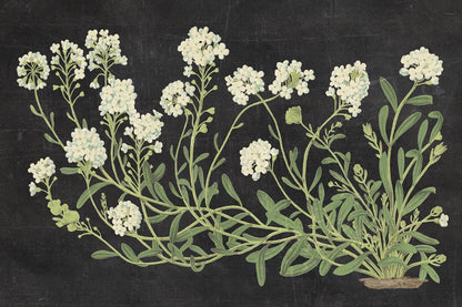 Vintage Flowers on Black by Wild Apple Portfolio. SKU 81008i. Archival Giclee Fine art print for wall decor.