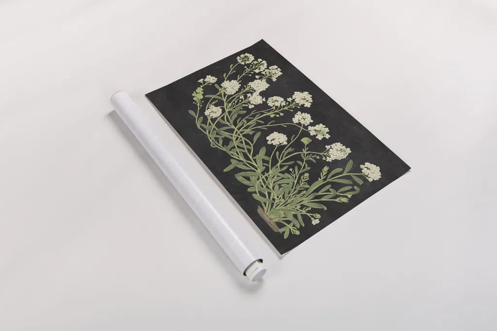 Vintage Flowers on Black by Wild Apple Portfolio. shown as a rolled paper print. Available as archival giclee rolled canvas, fine art paper, or poster print. SKU 81008i.