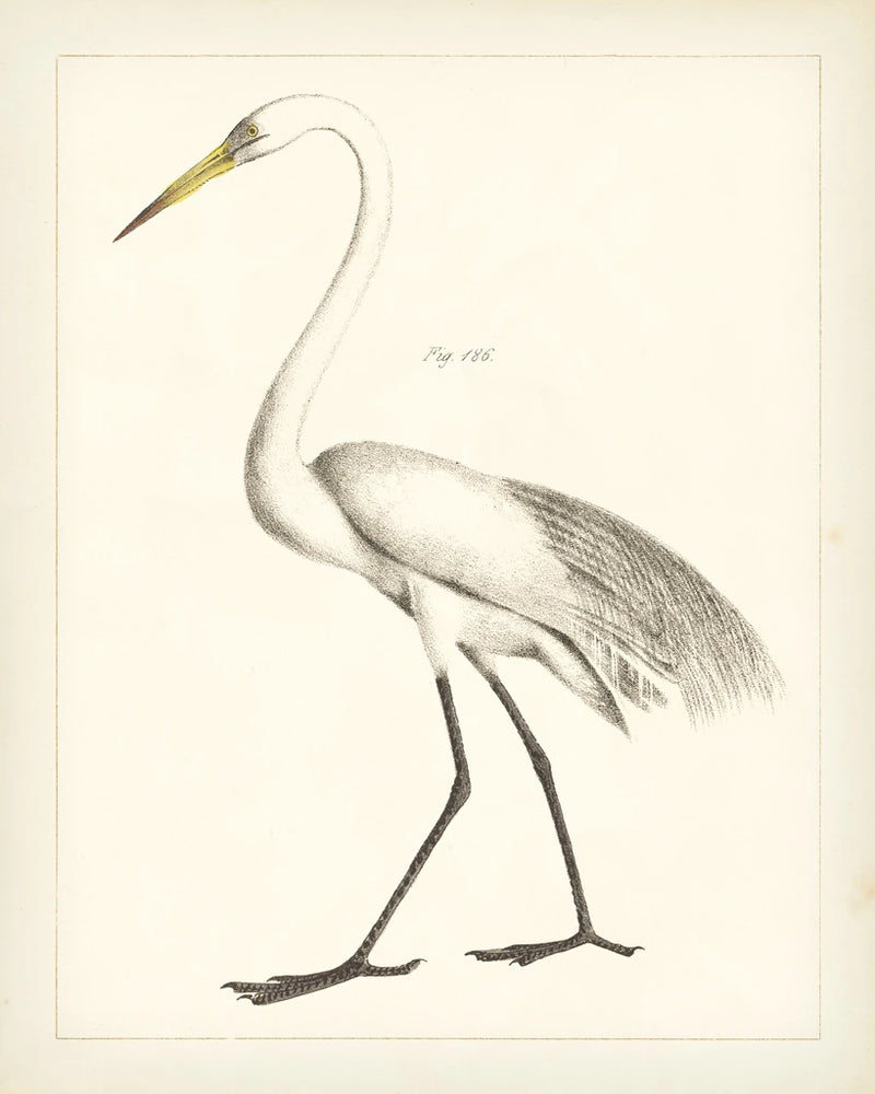 Vintage Heron II by Wild Apple Portfolio