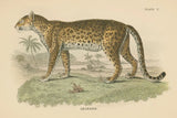 Vintage Leopard by Wild Apple Portfolio. SKU 45679i. Archival Giclee Fine art print for wall decor.