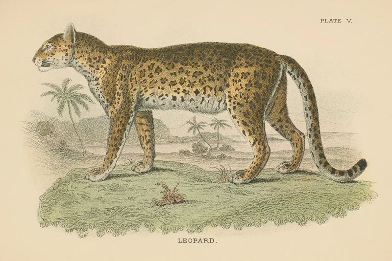 Vintage Leopard by Wild Apple Portfolio. SKU 45679i. Archival Giclee Fine art print for wall decor.