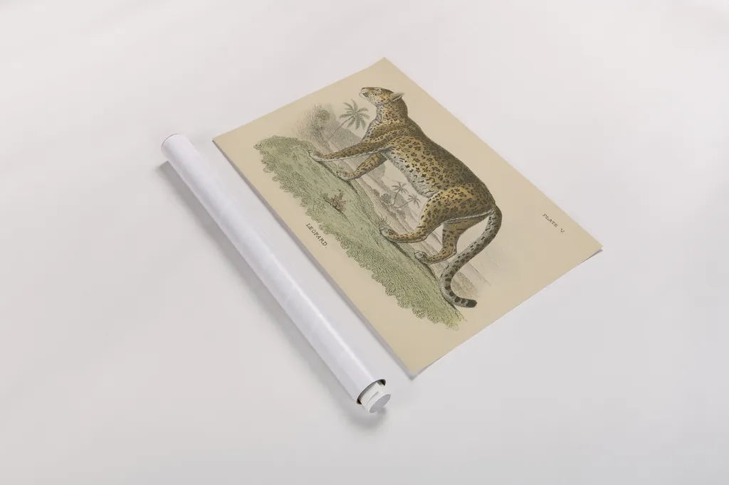 Vintage Leopard by Wild Apple Portfolio. shown as a rolled paper print. Available as archival giclee rolled canvas, fine art paper, or poster print. SKU 45679i.