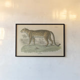 Vintage Leopard by Wild Apple Portfolio. shown as a paper print in a black flame. Available as a archival giclee rolled canvas, fine art paper, or poster print. SKU 45679i.