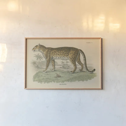 Vintage Leopard by Wild Apple Portfolio. shown as a paper print in a natural frame. Available as a archival giclee rolled canvas, fine art paper, or poster print. SKU 45679i.