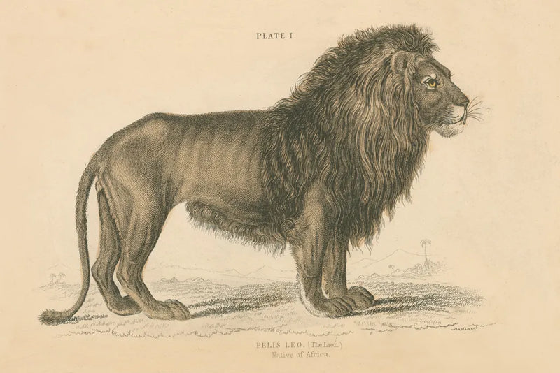 Vintage Lion by Wild Apple Portfolio. SKU 45678i. Archival Giclee Fine art print for wall decor.