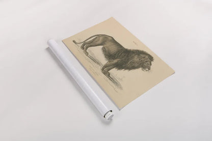 Vintage Lion by Wild Apple Portfolio. shown as a rolled paper print. Available as archival giclee rolled canvas, fine art paper, or poster print. SKU 45678i.