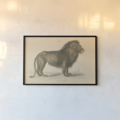 Vintage Lion by Wild Apple Portfolio. shown as a paper print in a black flame. Available as a archival giclee rolled canvas, fine art paper, or poster print. SKU 45678i.