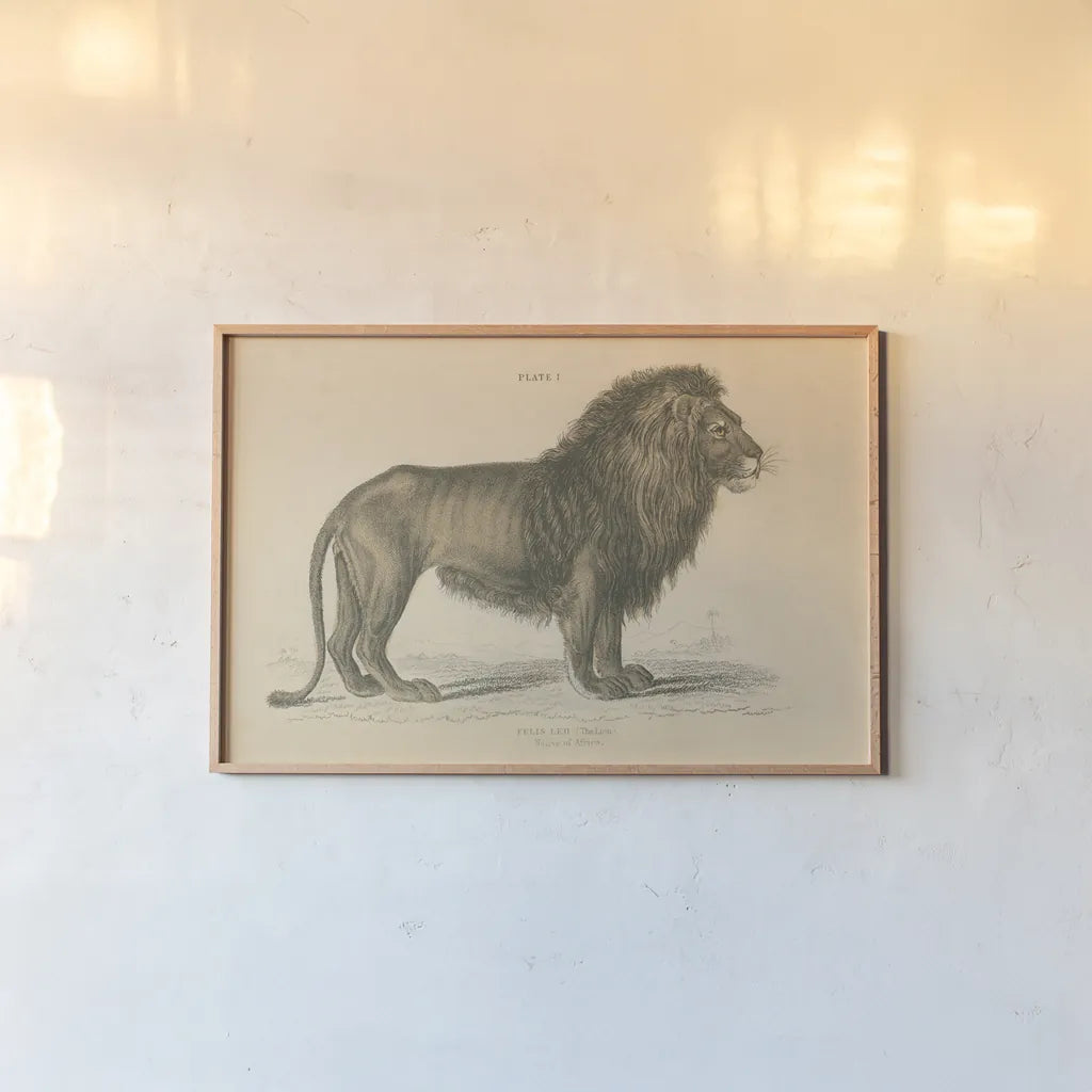 Vintage Lion by Wild Apple Portfolio. shown as a paper print in a natural frame. Available as a archival giclee rolled canvas, fine art paper, or poster print. SKU 45678i.
