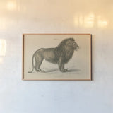 Vintage Lion by Wild Apple Portfolio. shown as a paper print in a natural frame. Available as a archival giclee rolled canvas, fine art paper, or poster print. SKU 45678i.