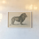 Vintage Lion by Wild Apple Portfolio. shown as a paper print in a white frame. Available as a archival giclee rolled canvas, fine art paper, or poster print. SKU 45678i.