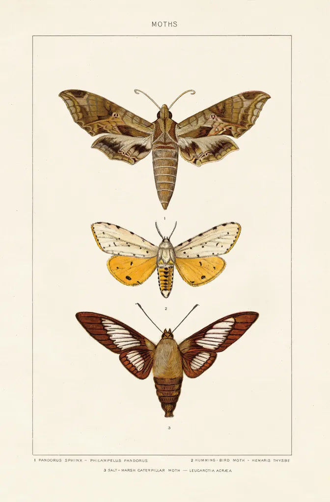 Vintage Moths I by Wild Apple Portfolio. SKU 93458h. Archival Giclee Fine art print for wall decor.