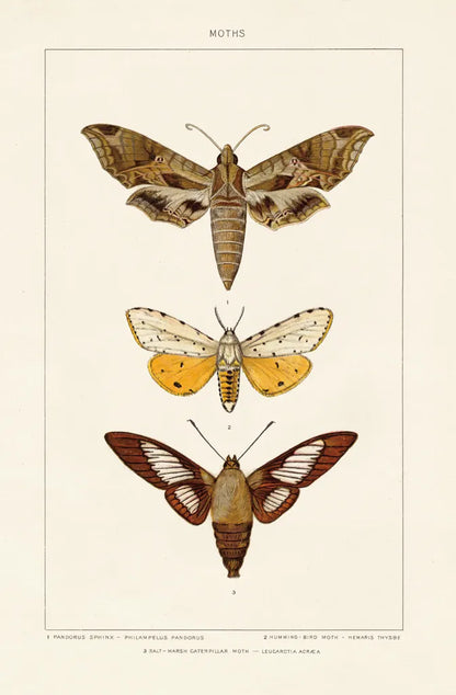Vintage Moths I by Wild Apple Portfolio. SKU 93458h. Archival Giclee Fine art print for wall decor.