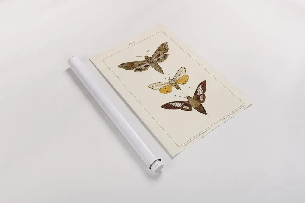 Vintage Moths I by Wild Apple Portfolio. shown as a rolled paper print. Available as archival giclee rolled canvas, fine art paper, or poster print. SKU 93458h.