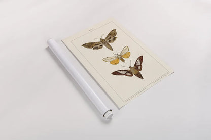 Vintage Moths I by Wild Apple Portfolio. shown as a rolled paper print. Available as archival giclee rolled canvas, fine art paper, or poster print. SKU 93458h.