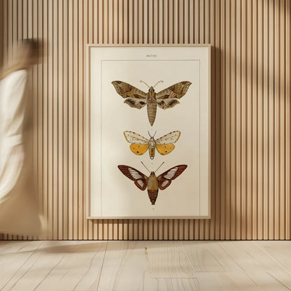 Vintage Moths I by Wild Apple Portfolio. shown as over sized large wall art. Available as an archival giclee rolled canvas, fine art paper, or poster print. SKU 93458h.