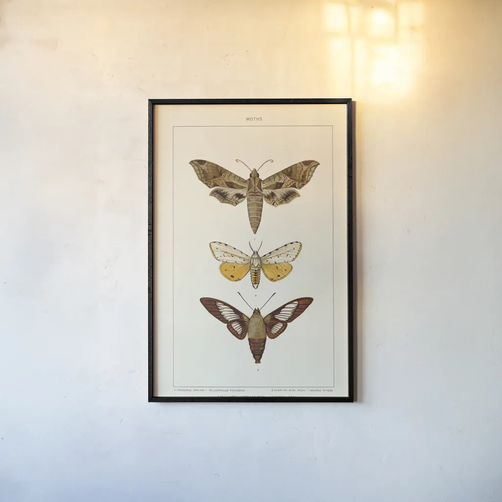 Vintage Moths I by Wild Apple Portfolio. shown as a paper print in a black flame. Available as a archival giclee rolled canvas, fine art paper, or poster print. SKU 93458h.