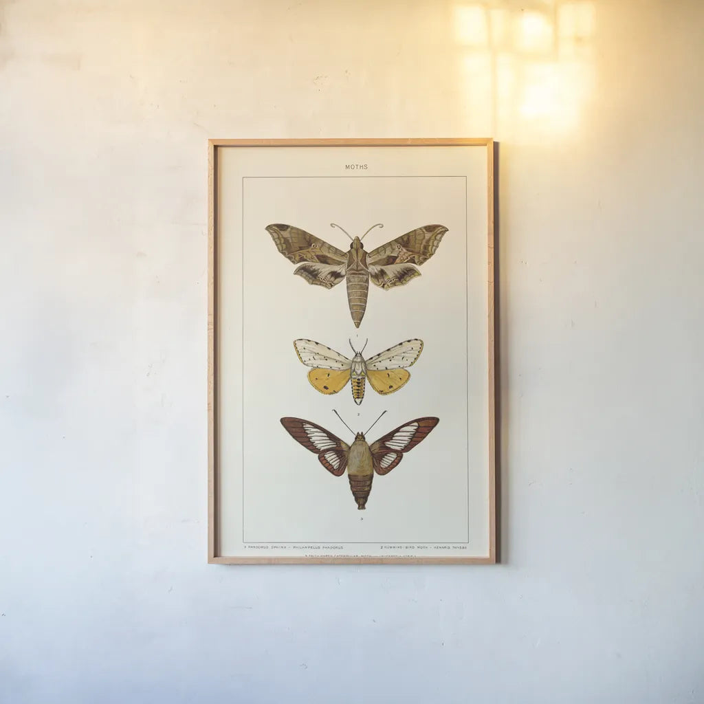 Vintage Moths I by Wild Apple Portfolio. shown as a paper print in a natural frame. Available as a archival giclee rolled canvas, fine art paper, or poster print. SKU 93458h.