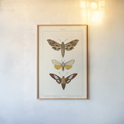 Vintage Moths I by Wild Apple Portfolio. shown as a paper print in a natural frame. Available as a archival giclee rolled canvas, fine art paper, or poster print. SKU 93458h.