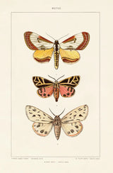 Vintage Moths II by Wild Apple Portfolio. SKU 93459h. Archival Giclee Fine art print for wall decor.