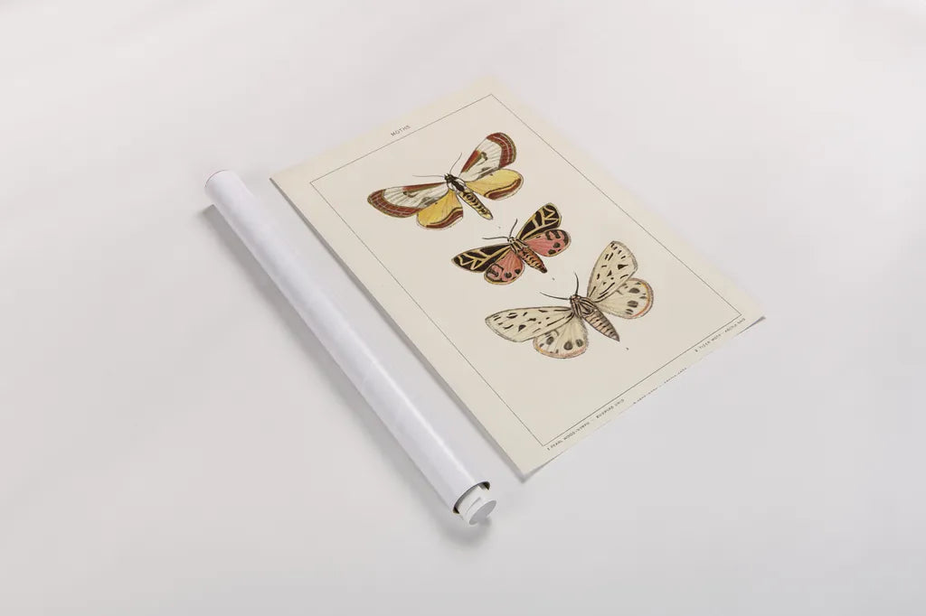 Vintage Moths II by Wild Apple Portfolio. shown as a rolled paper print. Available as archival giclee rolled canvas, fine art paper, or poster print. SKU 93459h.