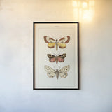 Vintage Moths II by Wild Apple Portfolio. shown as a paper print in a black flame. Available as a archival giclee rolled canvas, fine art paper, or poster print. SKU 93459h.
