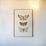 Vintage Moths II by Wild Apple Portfolio. shown as a paper print in a natural frame. Available as a archival giclee rolled canvas, fine art paper, or poster print. SKU 93459h.