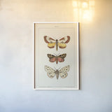 Vintage Moths II by Wild Apple Portfolio. shown as a paper print in a white frame. Available as a archival giclee rolled canvas, fine art paper, or poster print. SKU 93459h.
