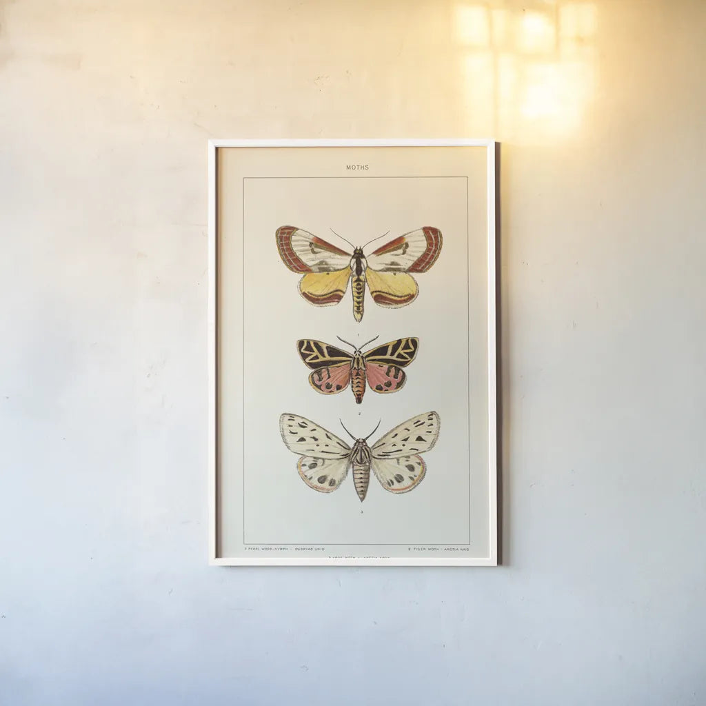 Vintage Moths II by Wild Apple Portfolio. shown as a paper print in a white frame. Available as a archival giclee rolled canvas, fine art paper, or poster print. SKU 93459h.