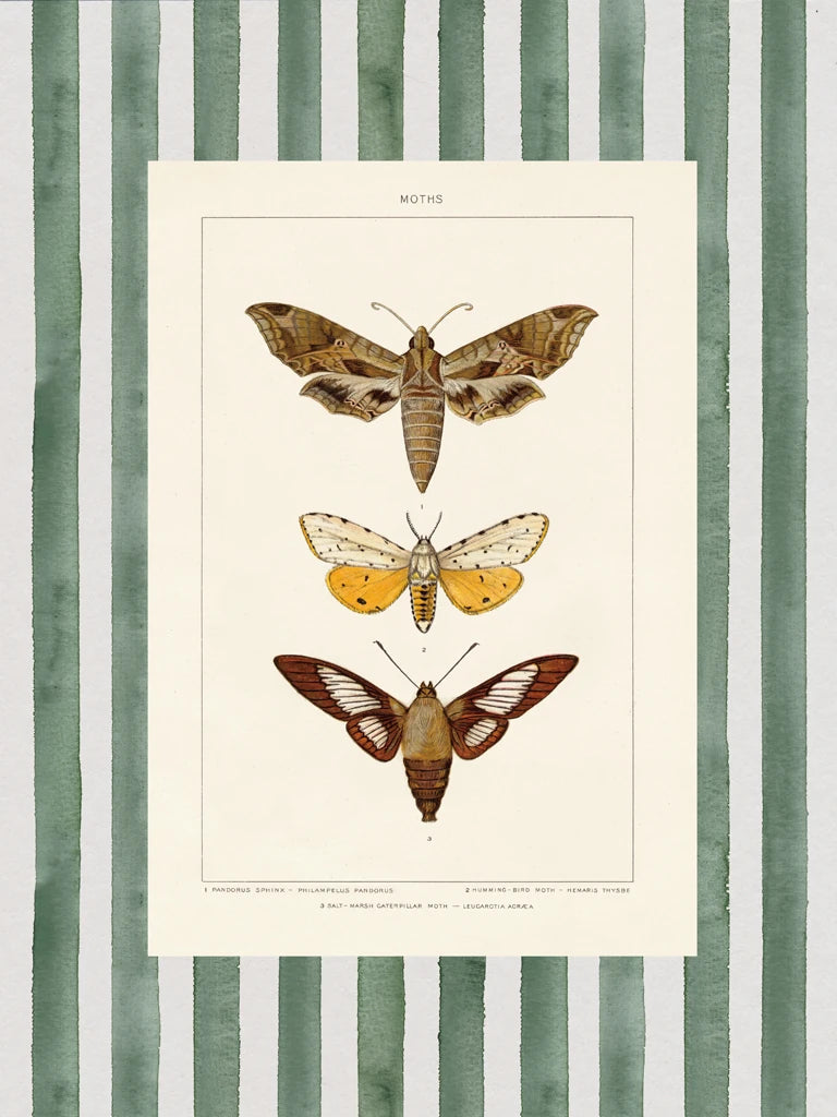 Vintage Moths Stripe I by Wild Apple Portfolio