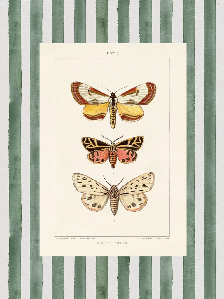 Vintage Moths Stripe II by Wild Apple Portfolio