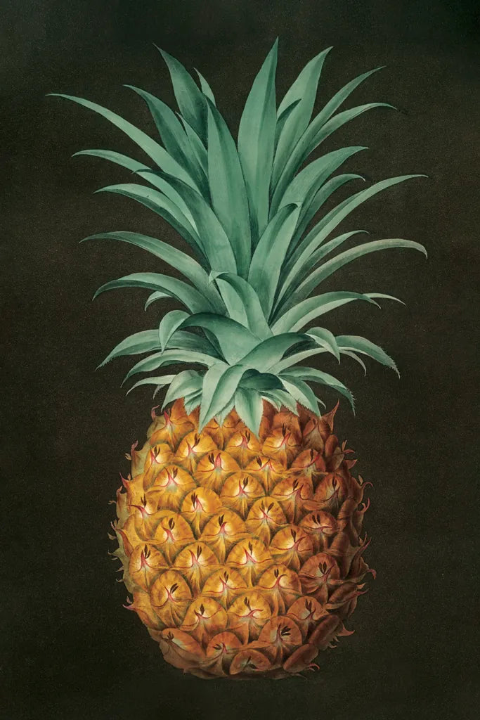 Vintage Pineapple II by Wild Apple Portfolio. SKU 81202h. Archival Giclee Fine art print for wall decor.