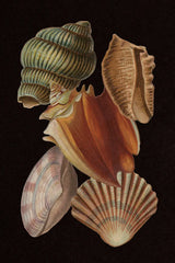 Vintage Shell Toss I by Wild Apple Portfolio. SKU 104825h. Archival Giclee Fine art print for wall decor.