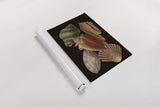 Vintage Shell Toss I by Wild Apple Portfolio. shown as a rolled paper print. Available as archival giclee rolled canvas, fine art paper, or poster print. SKU 104825h.
