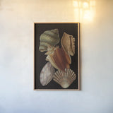 Vintage Shell Toss I by Wild Apple Portfolio. shown as a paper print in a natural frame. Available as a archival giclee rolled canvas, fine art paper, or poster print. SKU 104825h.