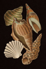 Vintage Shell Toss II by Wild Apple Portfolio. SKU 104826h. Archival Giclee Fine art print for wall decor.