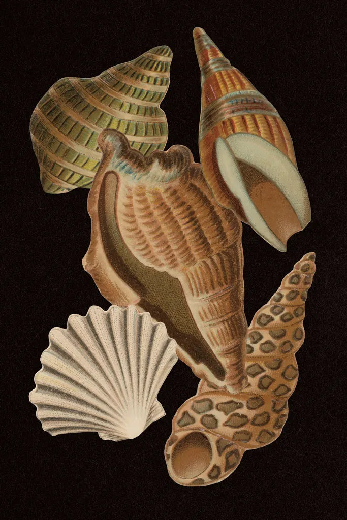 Vintage Shell Toss II by Wild Apple Portfolio. SKU 104826h. Archival Giclee Fine art print for wall decor.