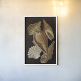 Vintage Shell Toss II by Wild Apple Portfolio. shown as a paper print in a white frame. Available as a archival giclee rolled canvas, fine art paper, or poster print. SKU 104826h.
