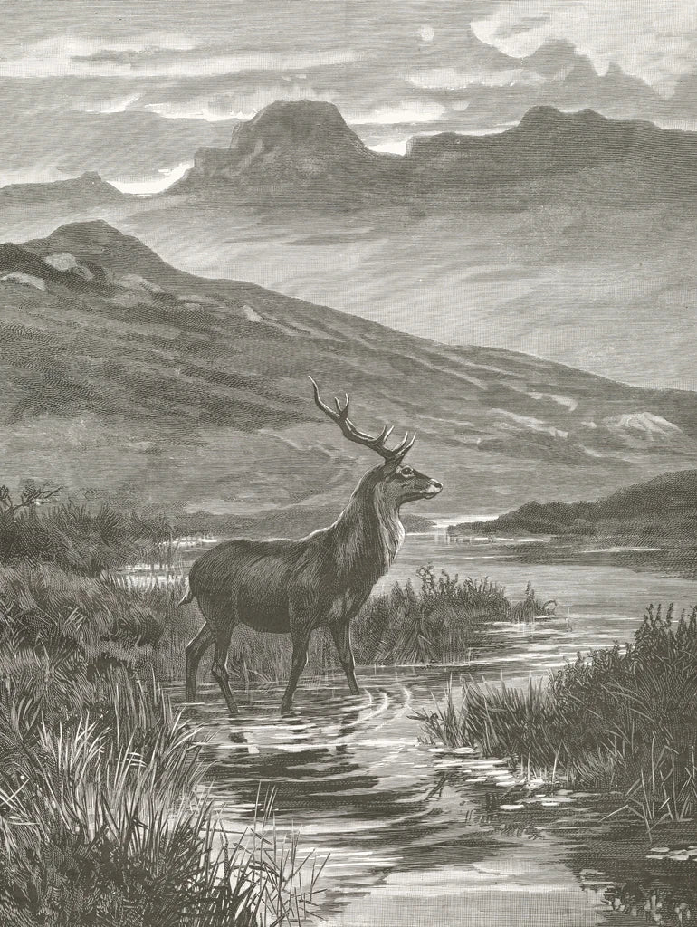 Vintage Stag by Wild Apple Portfolio